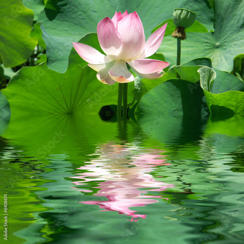 reflets de lotus #6408614