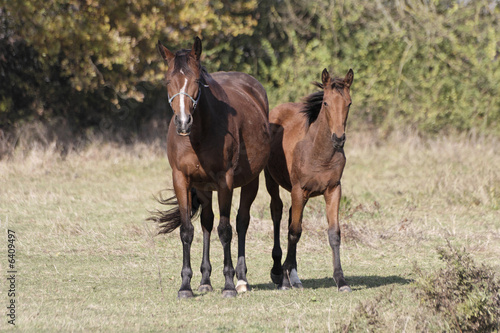 Chevaux