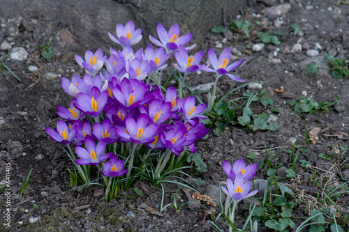 Krokus