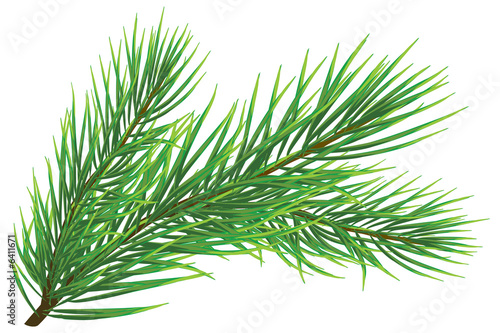 Fir twig isolated on white (rasterize from vector)