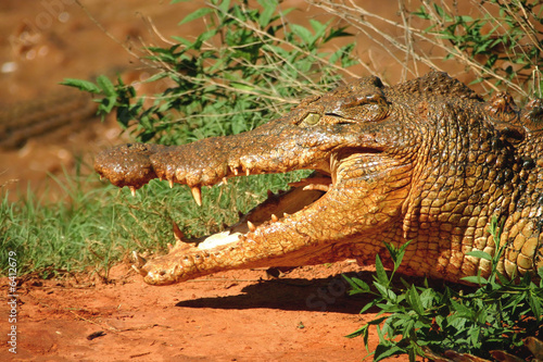 Hungry crocodile