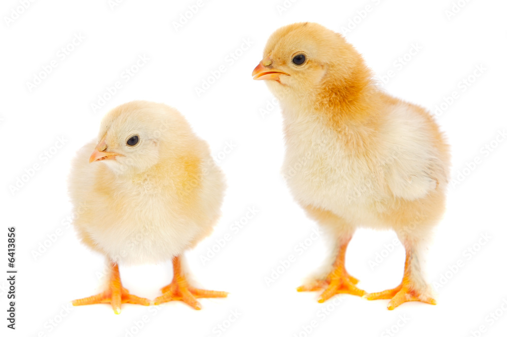 Two chickens a over white background