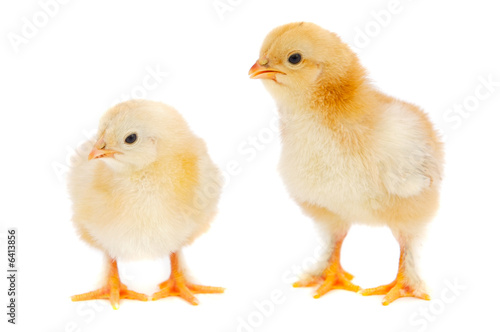 Two chickens a over white background