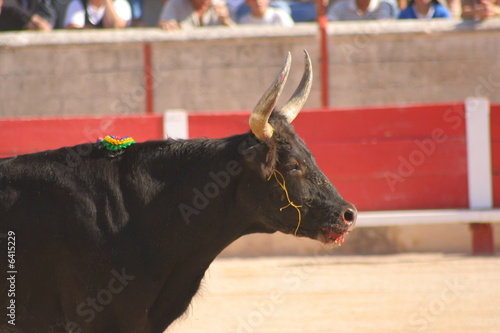 Course camarguaise photo