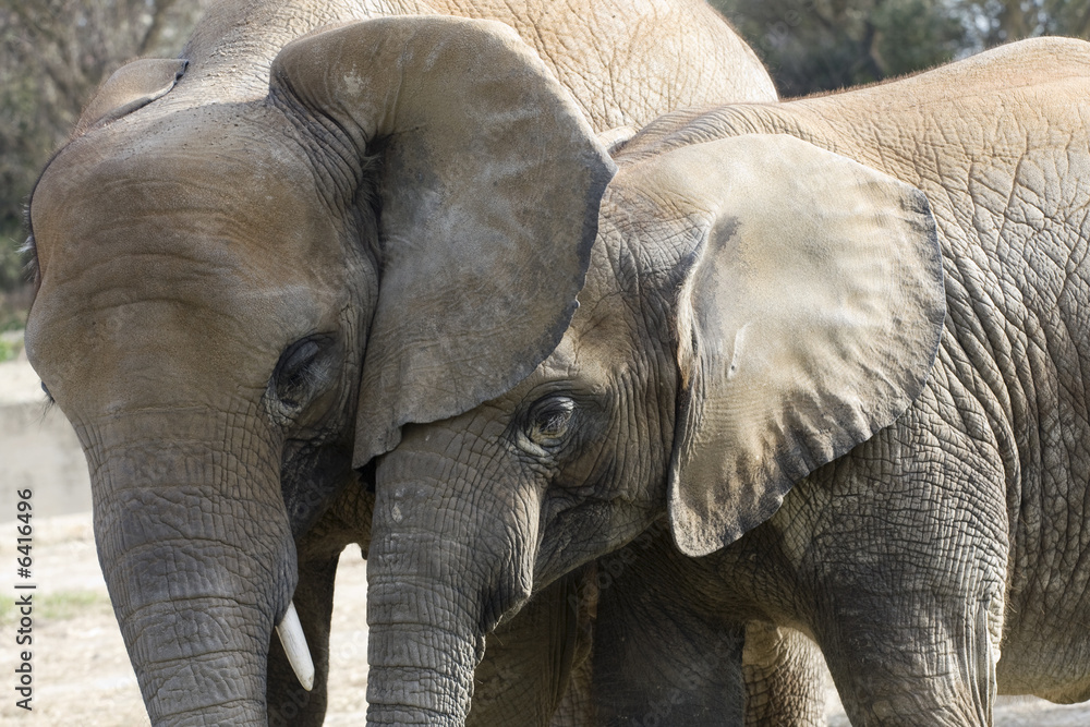 Fototapeta premium éléphants