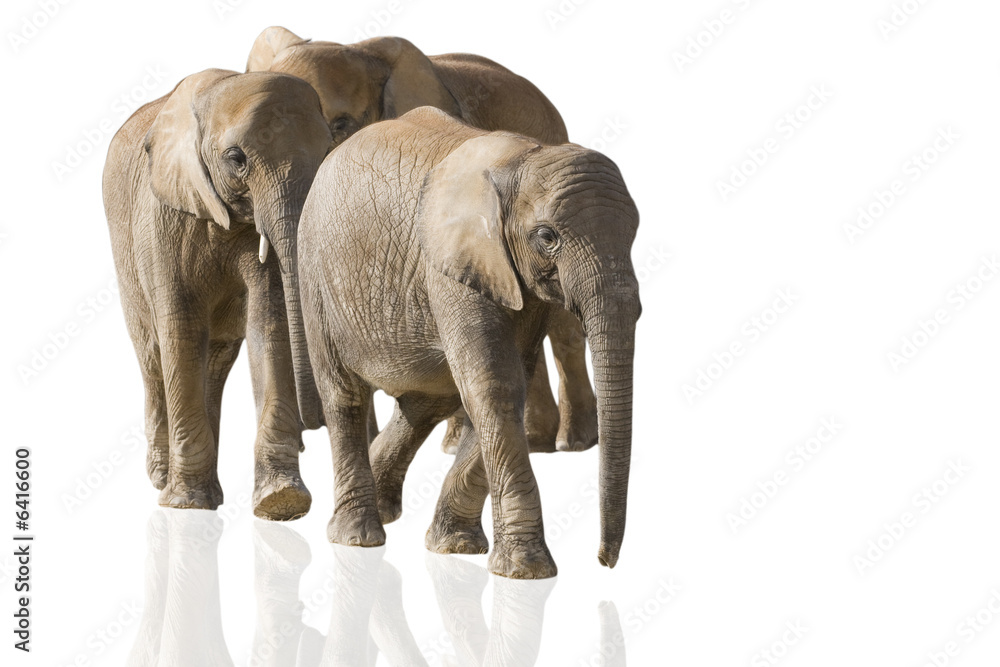 Obraz premium éléphants