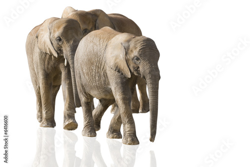   l  phants