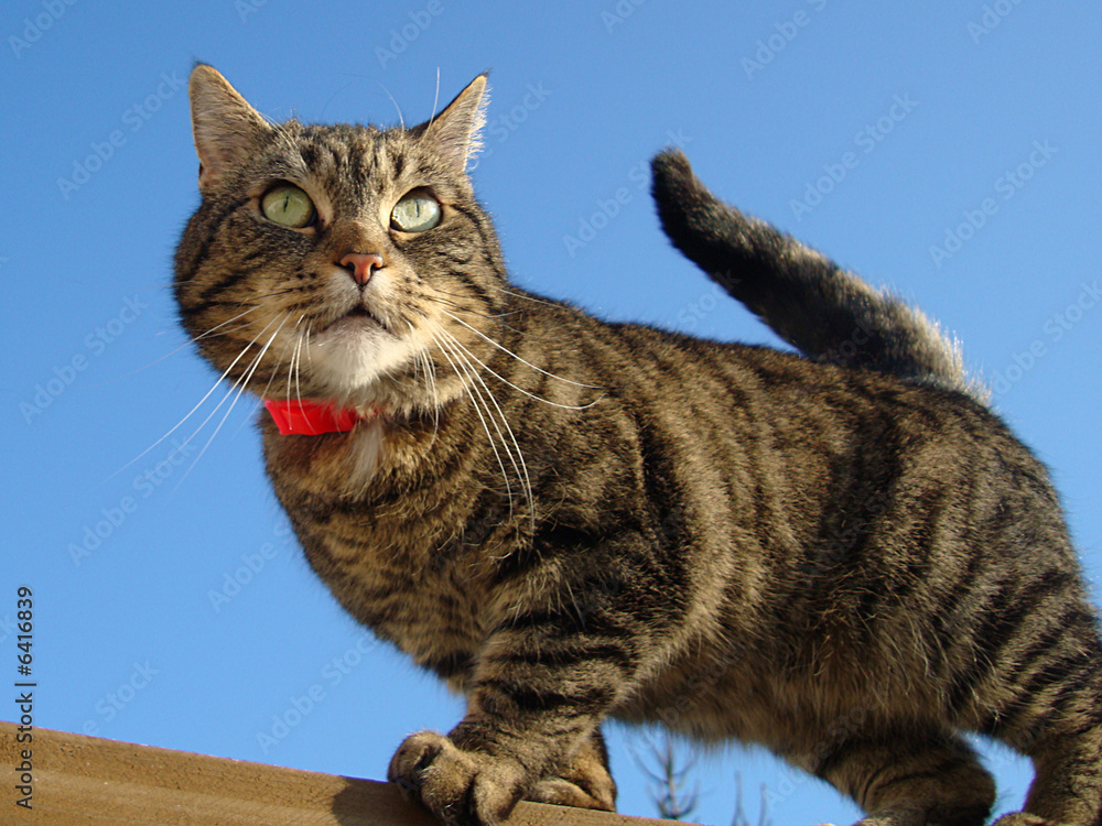 Obraz premium katze 3