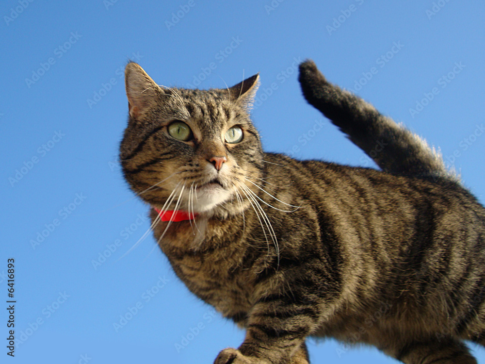 Obraz premium katze 2