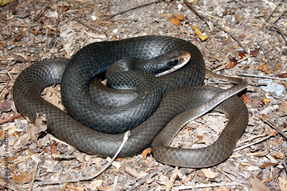 Southern Black Racer (Coluber constrictor priapus) Southern Black Racer (Coluber constrictor priapus)