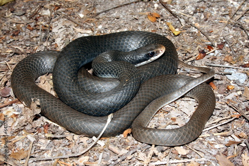 Southern Black Racer (Coluber constrictor priapus)