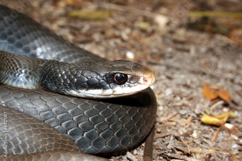Southern Black Racer (Coluber constrictor priapus) photo