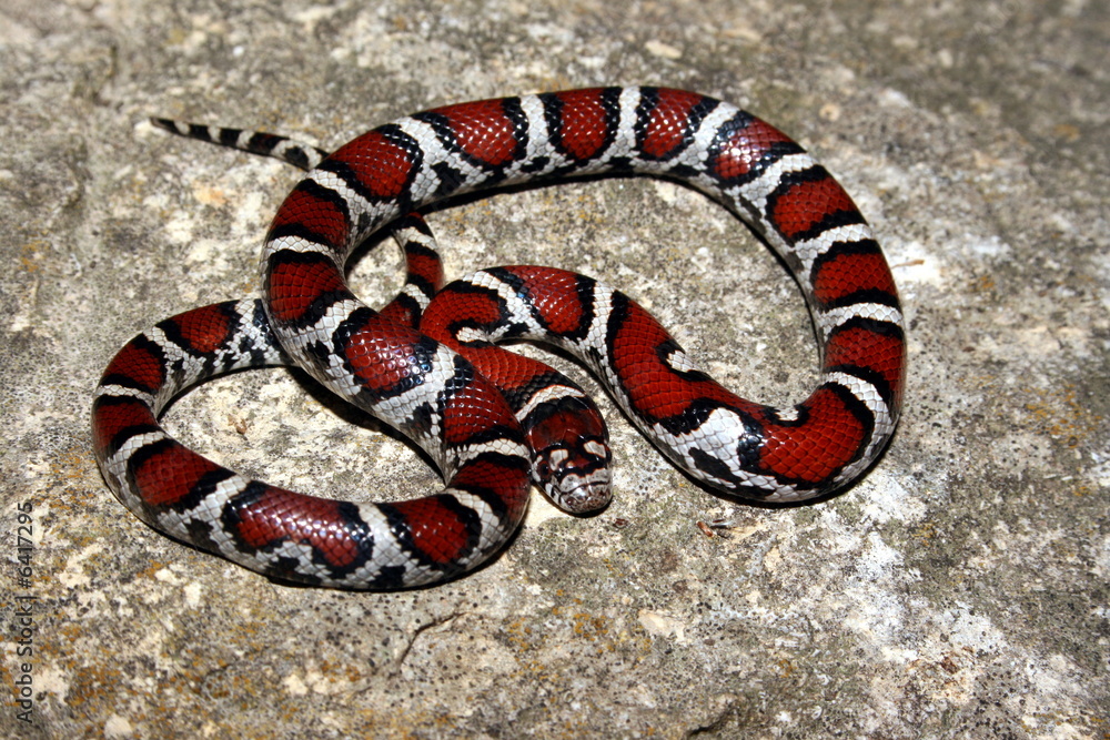Fototapeta premium Red Milk Snake (Lampropeltis triangulum syspila)
