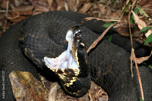 Western Cottonmouth (Agkistrodon piscivorus leucostoma)