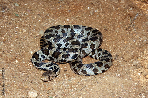 Western Fox Snake (Pantherophis vulpinus)
