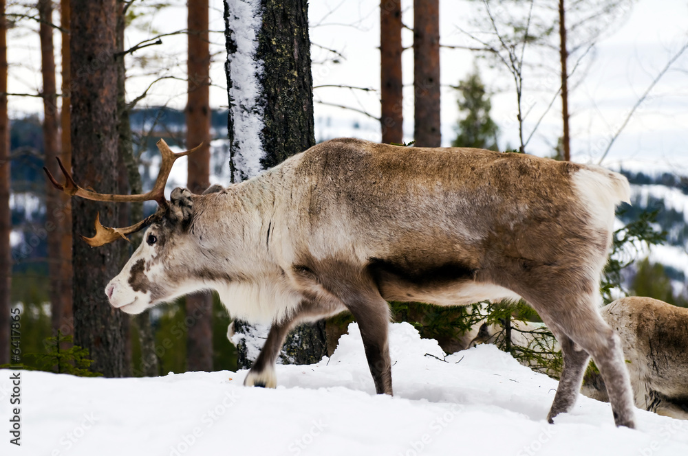 wild reindeers in the north of Sweden wild reindeers in the north of Sweden