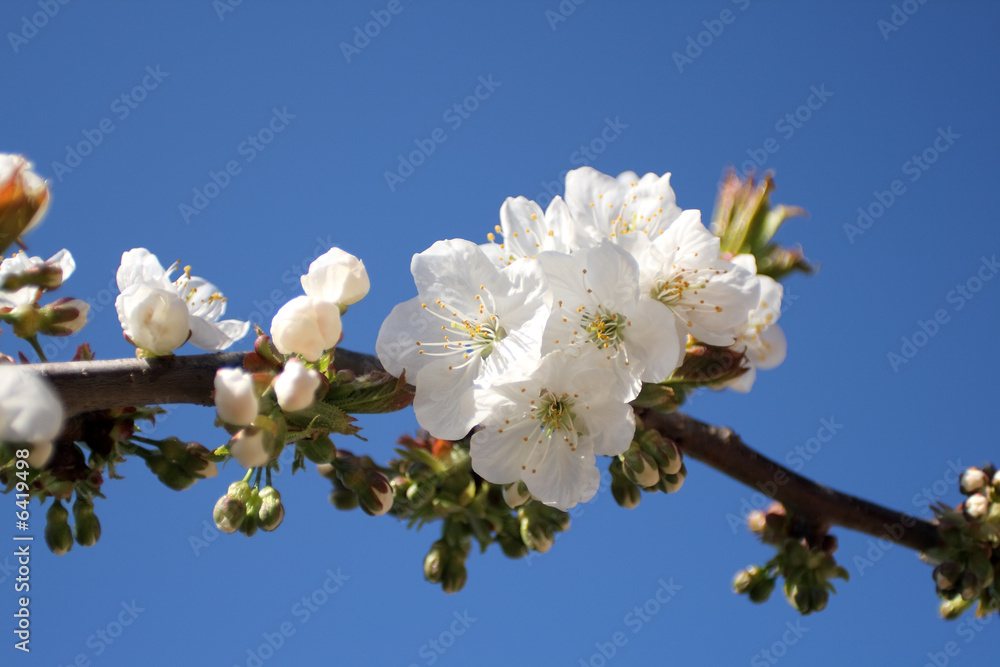 Fototapeta premium Kirschzweig 01