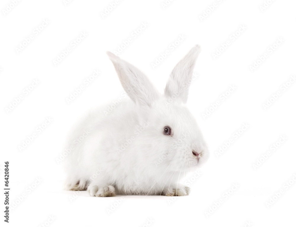 The rabbit with a white background