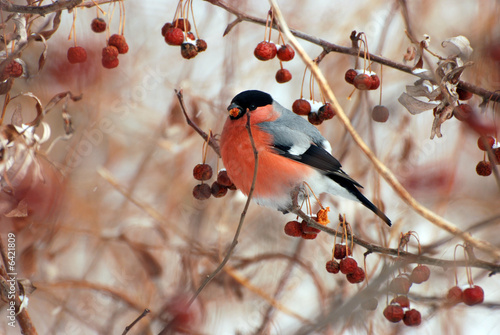 Foto Bullfinch
