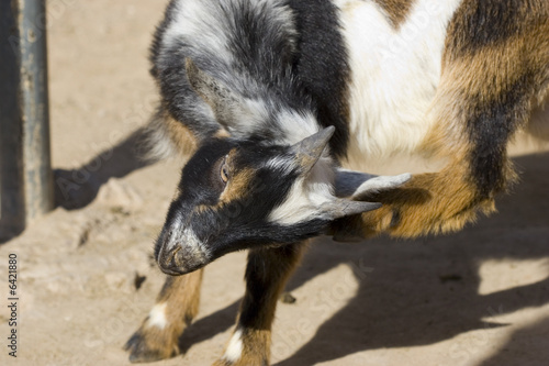 Baby goat playing with baby animals in the Zoo; close up.