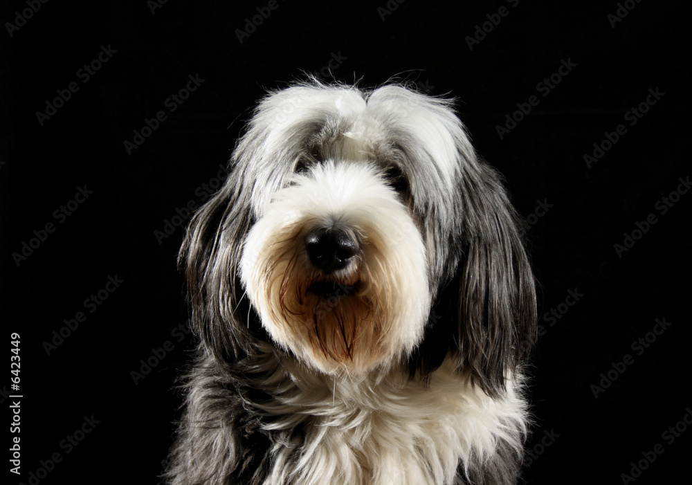 Cute dog, bearded collie, hairy and thoughtful