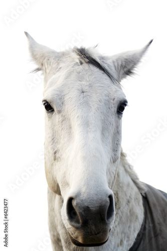 Beautiful white horse isolated on white background