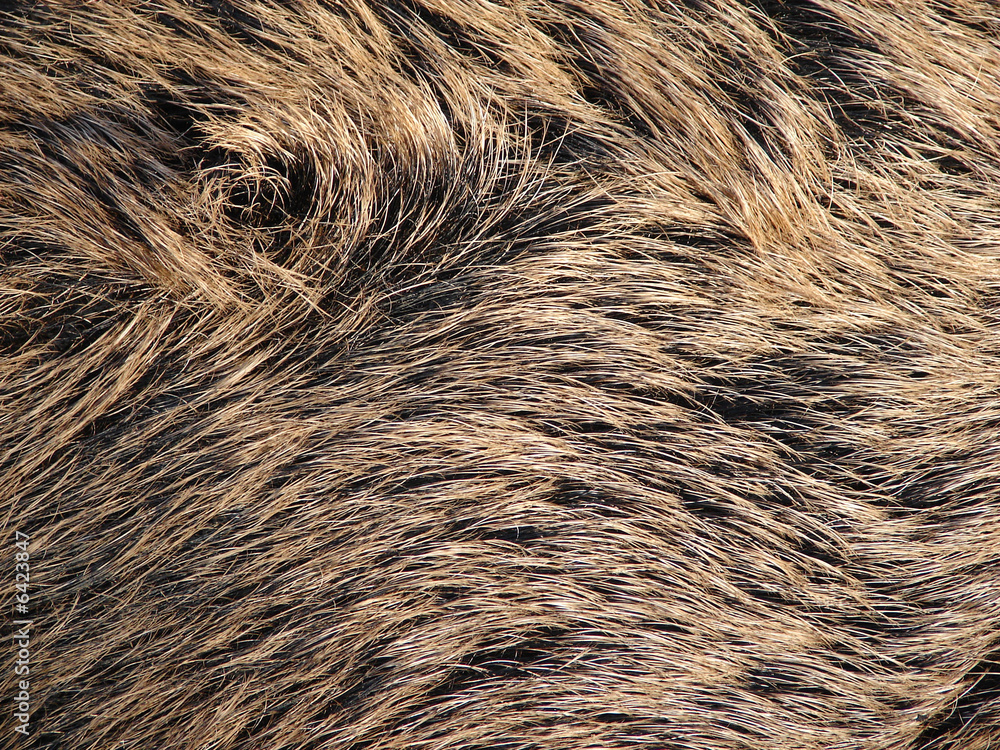 Fototapeta premium Wildschweinfell