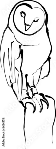 owl