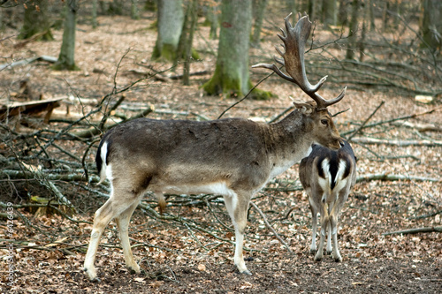 Fallow deers in the forrest