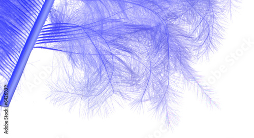 plume