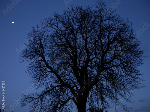 arbre nuit