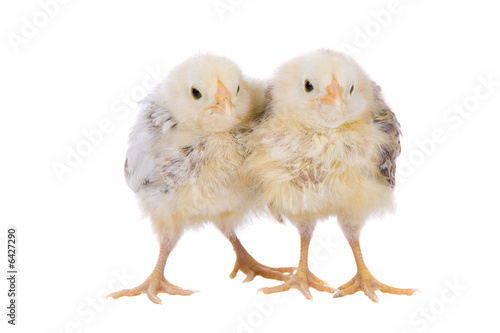 Wallpaper Mural Two small chickens standing next together  Torontodigital.ca