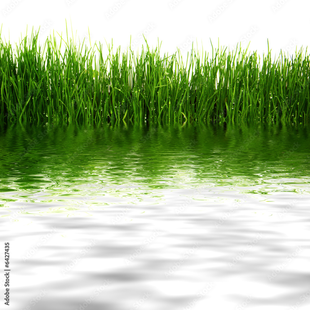 Obraz premium flore aquatique