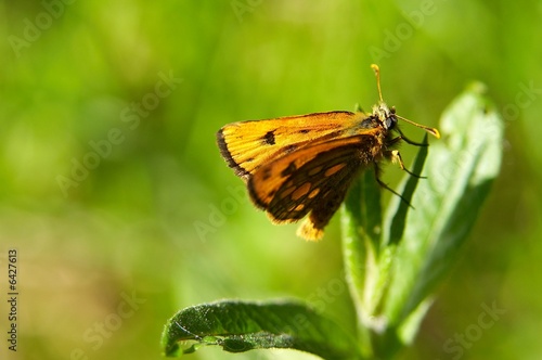 macro spring butterfly