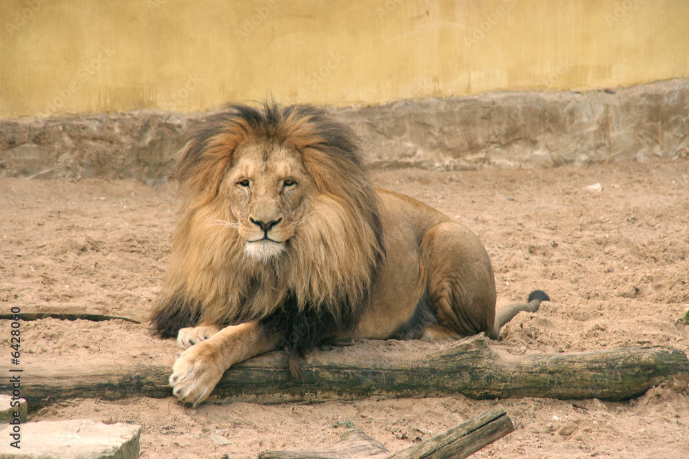 Naklejka premium posing lion smiling at camera