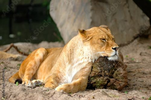 lioness sleeping and resting after the hunting on the beam