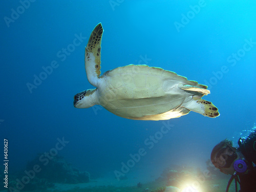 Turtle and Diver photo