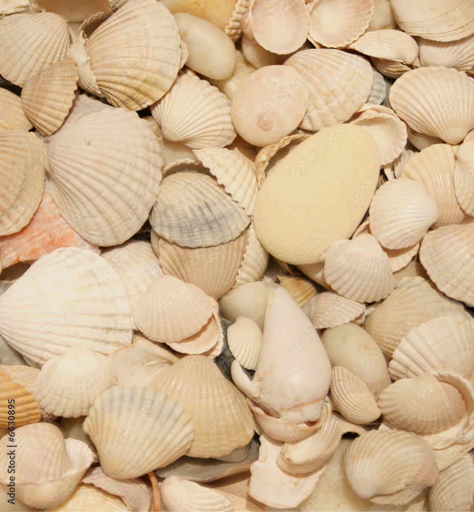 Sea shells 