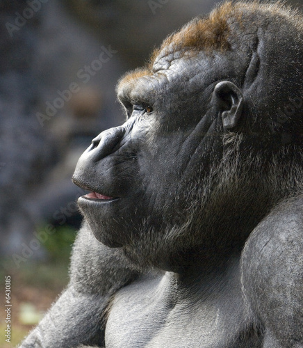 Profile portrait of a gorilla, taken at Loro Parque, Tenerife