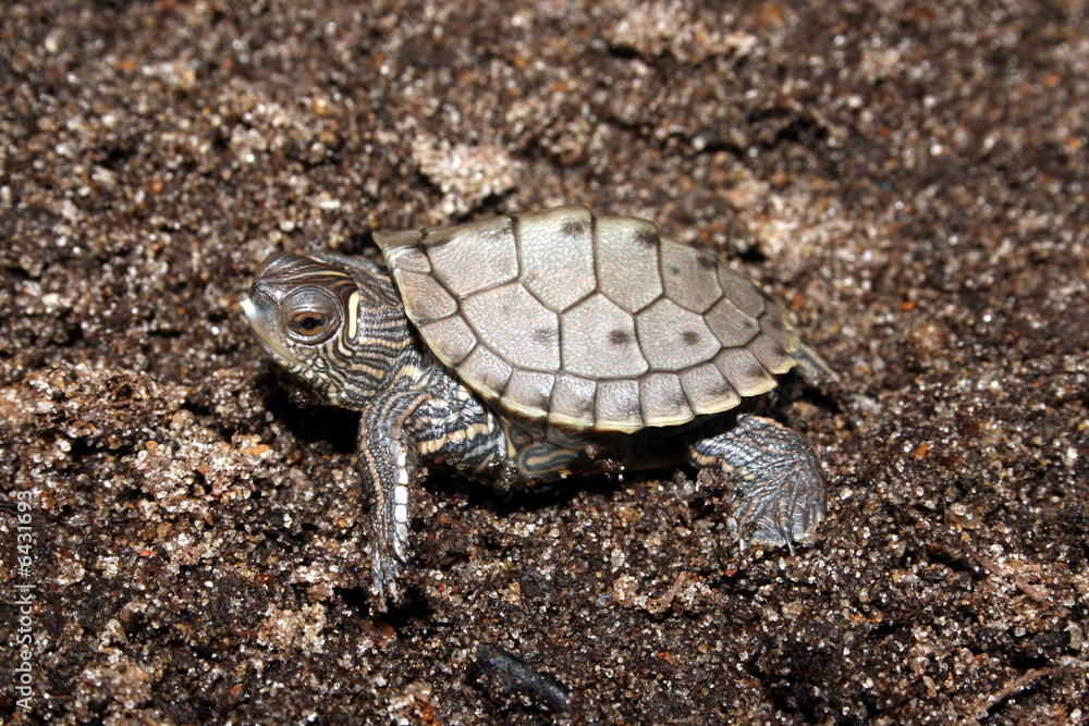 Naklejka premium False Map Turtle (Graptemys pseudogeographica)