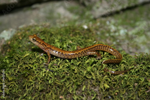 Longtail Salamander (Eurycea longicauda)