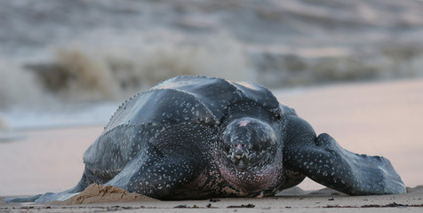 Sierkussen Schildpad Lederschildpad aan kust Zuid-Amerika  © Stephanie Rousseau