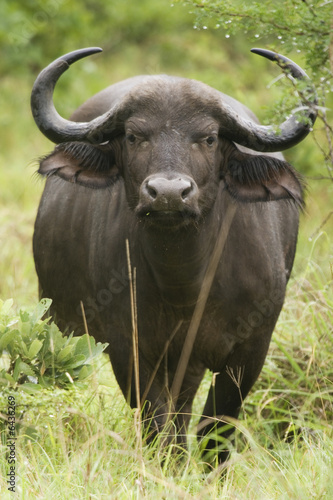 wildlife Gnu south africa