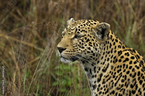 panthera pardus in South Africa