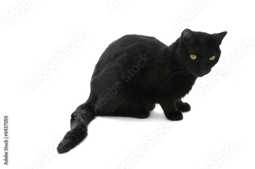 Black cat
