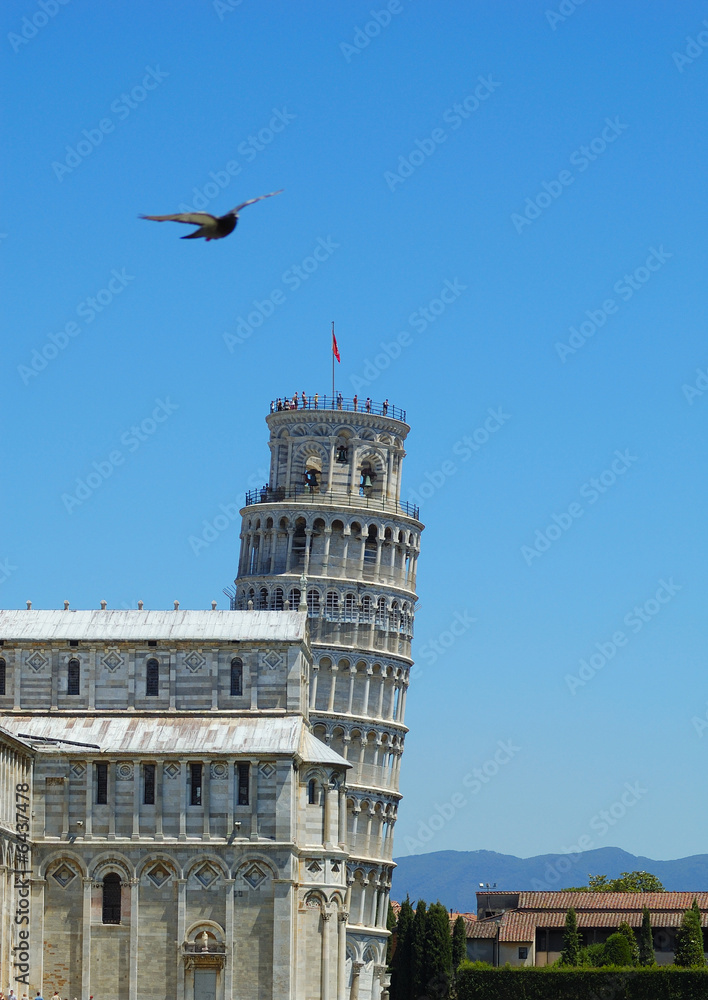 A pigeon flying over the Falling Tower in Pisa, Italy