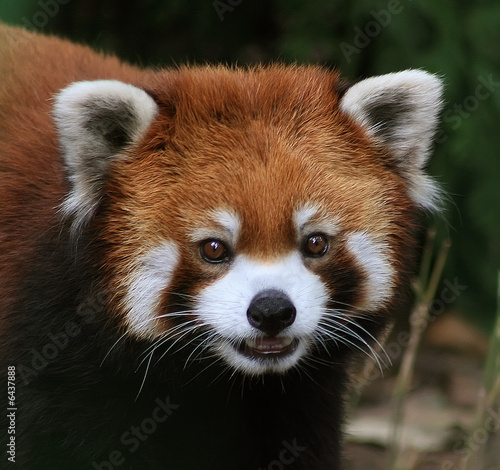 Fényképezés A Red Panda.Close up.