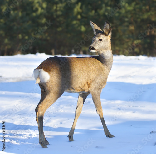 Roe deer. Russian nature  Voronezh area.