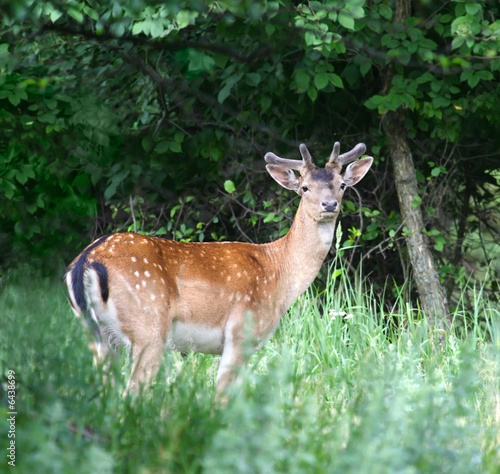 Fallow-deer. Russian nature, Voronezh area