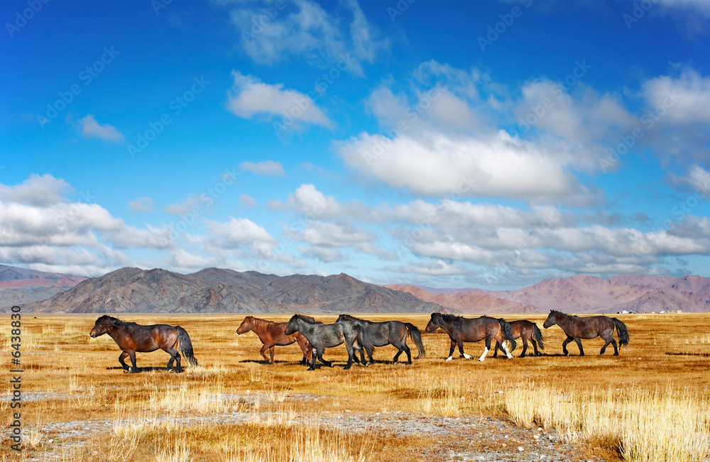Fototapeta premium Herd of horses in mongolian desert